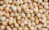 Best Quality Healthy Dried Kabuli ChickPeas 12 MM 42/44 Count/Kabuli 