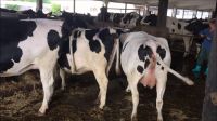 Holstein Heifer Calf 