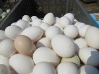 Healthy Chicken Eggs 