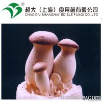 eryngii mushroom