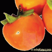 KAKI Persimmon