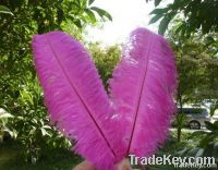 Quality ostrich feathers