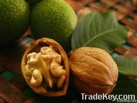 Walnut Kernels | Dried Fruits | Walnut Suppliers | Walnut Exporters | Walnut Manufacturers | Cheap Walnut | Wholesale Walnut | Discounted Walnut | Bulk Walnut | Walnut Buyer | Import Walnuts | Shelled Walnuts