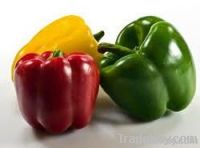 Capsicum