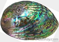 Polished Paua Shell