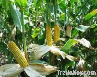 YELLOW CORN