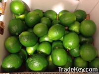 Persian Limes