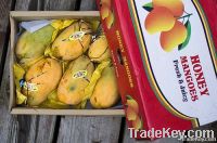 Fruit / Vegetable / Date Boxes  (Export Packaging)