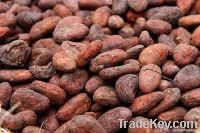 Pure Cocoa Beans in All Forms