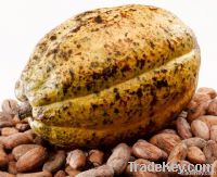 cocoa bean , cocoa butter , cocoa seeds , cocoa Powder , arabica coffee