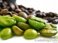 Green Coffee Bean Extract Chlorogenic Acids 50%