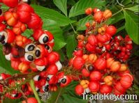 Guarana Extract Caffeine 10%, 20%