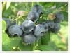 Blueberry Extract Powder Anthocyanins 25%