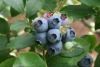 Anthocyanins 25% Blueberry Extract Powder