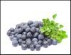 Anthocyanins 25% Blueberry Extract