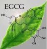 EGCG 90% HPLC Green Tea Extract Powder