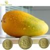 Spray Dried Mango Powder-Dietary Supplement / Healthcare Food