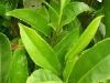 Tea Polyphenols 40% Green Tea Powder Extract