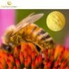 18% Protein Natural Cell-wall Broken Bee Pollen Powder