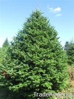 Balsam Fir Christmas trees