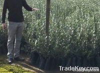 Olive Oil Producing Trees