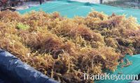 Cottonii Seaweed