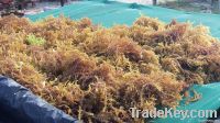 Cottonii Seaweed