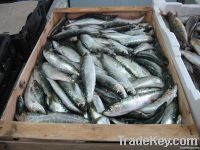 Pilchard (Sardina) Fresh Origin Central Africa