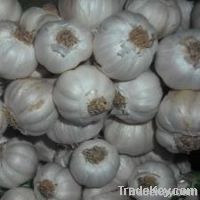 FRESH GARLIC