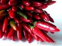 Fresh Red Chili