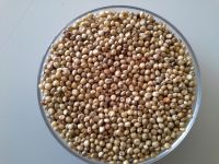 Sorghum