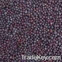 Mustard Seeds / Rape Seeds / Black mustard / Brown mustard