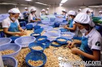 Vietnamese Cashew Nut LBW320 | Dried Fruits | W240 Cashew Nuts Suppliers | W320 Cashew Nut Exporters |Buy  WW230 Cashew Nut | Cheap W450 Cashew Nut | Wholesale WW240 Cashew Nut