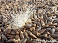 MILK THISTLE SEEDS