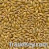 Alfalfa Seed, Sesbania Seed, Barseem Clover Seed, Resupinatum Clover S