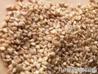 Flax Seeds, Jatropha Seeds, Rape Seeds, Castor Seeds, Cotton Seeds