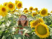 https://www.tradekey.com/product_view/100-Pure-Refined-Sunflower-Oil-7228435.html