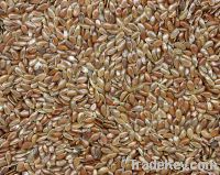 SUNFLOWER OIL SEEDS