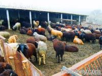 LIVE SHEEP AND CATTLE FROM MOLDOVA