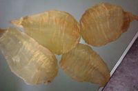Dried Fish Maws, Dried Shark Fin & Skin, Dried Turtle Edge