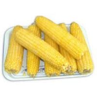 whole sweet corn