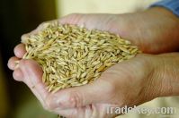 Wheat premix animal food