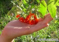 Goji Berry Superfood