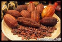 COLOMBIAN COCOA BEANS AND COFFE BEANS