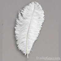 ostrich feather