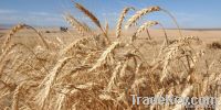 Wheat | Wheat exporter | Wheat distributor | Wheat wholesaler | Wheat supplier | Wheat importer |  Wheat |Wheat for sale | long grain Wheat exporter | buy Wheat online | Wheat for sale |  Wheat exporter | Wheat wholesaler | long grain Wheat buyer |  Wheat