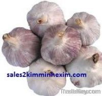 fresh garlic