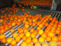 https://fr.tradekey.com/product_view/Baladi-Orange-4099177.html