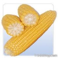  Maize | Maize Exporter | Corn Grain Seller | Maize Buyer | Bulk Maize Grain Importer | Corn bean Buyer | Corn bean Wholesaler | Corn Grain Manufacturer | Best Quality Corn Grain | Cheap Maize Supplier | Low Price Corn | Yellow Corn | White Cron | Baby Ma