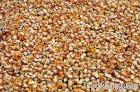 Maize | Maize Exporter | Corn Grain Seller | Maize Buyer | Bulk Maize Grain Importer | Corn bean Buyer | Corn bean Wholesaler | Corn Grain Manufacturer | Best Quality Corn Grain | Cheap Maize Supplier | Low Price Corn | Yellow Corn | White Cron | Baby Ma